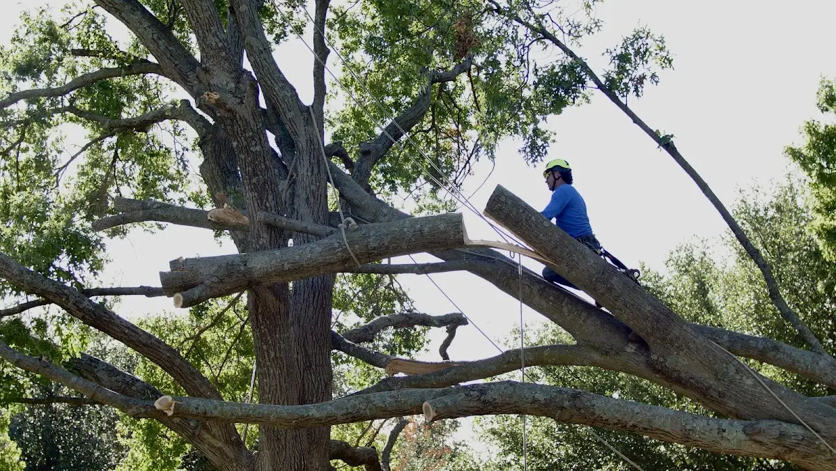 Professional Hazardous Tree Removal performed by certified arborists in Campbellton